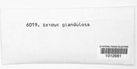 Exidia glandulosa image